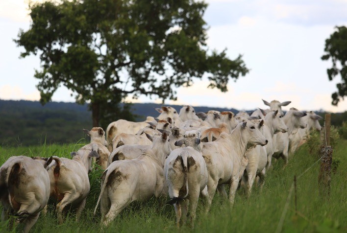 Final da estação de monta amplia oportunidades para elevar taxa de prenhez e rentabilidade do rebanho