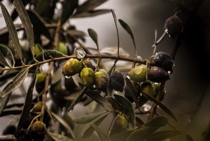 Chuvas reforçam expectativa positiva para a safra de oliva na Campanha Gaúcha