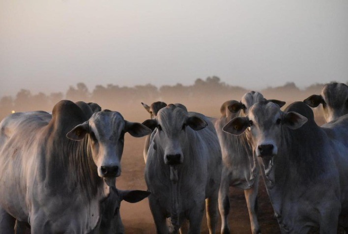 Oferta restrita de boi sustenta alta da arroba e mantém exportações aquecidas