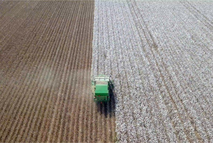 Alta da paridade de exportação sustenta preços do algodão no Brasil, aponta Cepea