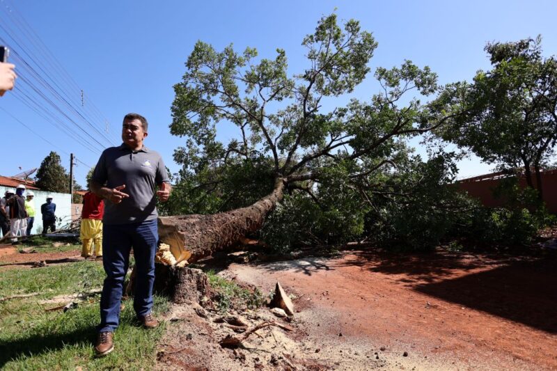 Enorme árvore da espécie paineira precisou ser removida para desobstruir via que vai receber asfalto em breve.