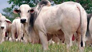 Mercado do Boi Gordo Começa Março em Alta com Exportações Firmes e Oferta Limitada