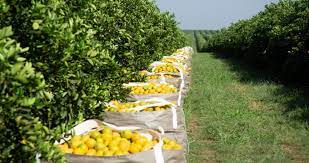 Laranja/Cepea: Safra de qualidade e consumo lento favorecem recuperação dos estoques de suco