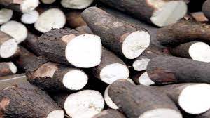 Preço da mandioca sobe pela 8ª semana seguida com oferta restrita e menor interesse do produtor