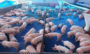 Mercado de suínos mantém preços estáveis diante de incertezas geopolíticas, aponta Cepea