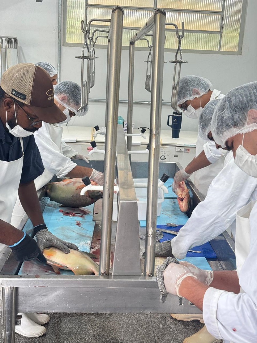 O processo de preparo visa qualidade para os pescados comercializados na Festa da Páscoa- Divulgação/Assecom