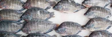 Preços da tilápia registram alta moderada nas principais regiões produtoras