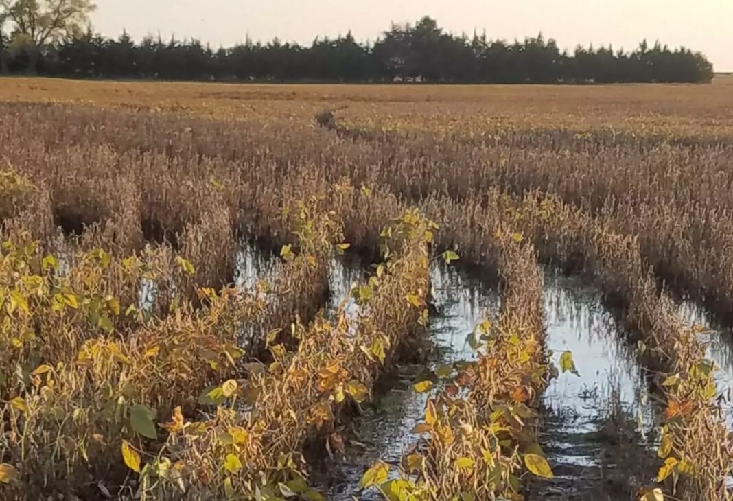 Eventos climáticos extremos, como granizo e ventos fortes, impactam parte das lavouras.