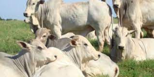 Boi gordo em alta: arroba próxima de recorde melhora poder de compra do pecuarista em 12 meses