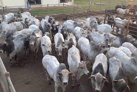 Leilões da Expojardim 2026 começam com oferta de 2 mil animais e reforçam força da pecuária regional