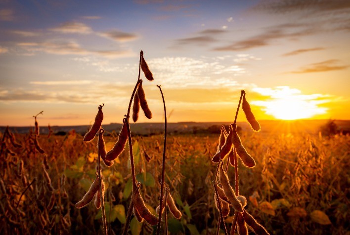 Vazio sanitário é etapa essencial para o controle da ferrugem asiática da soja