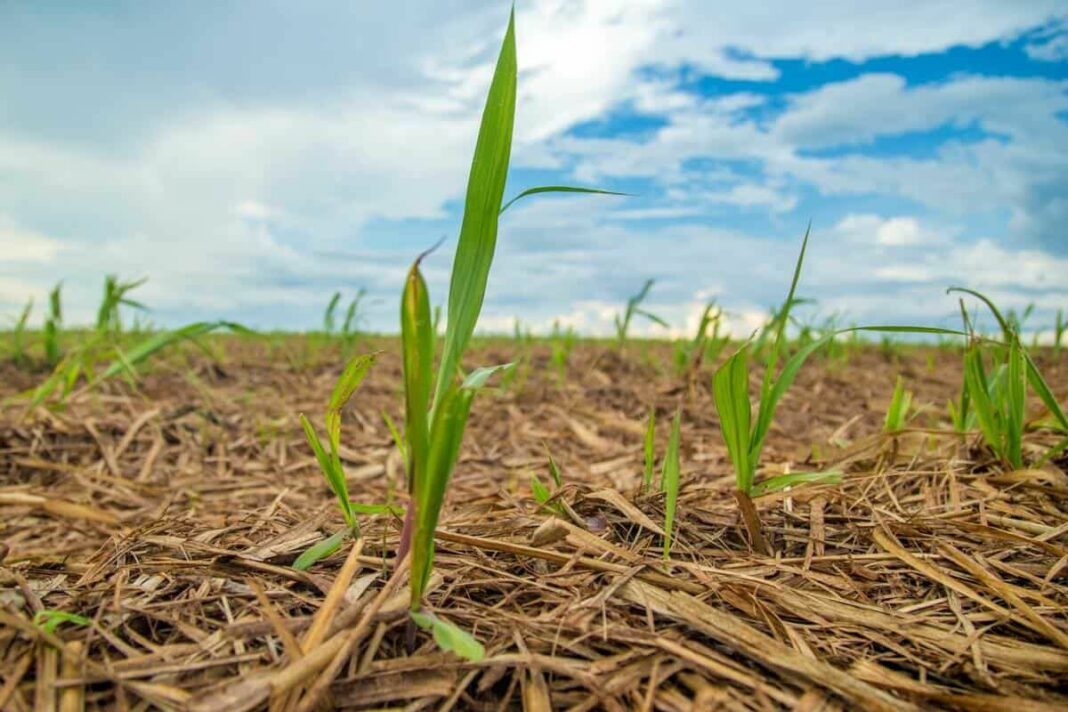 Manejo integrado com nutrição, biológicos e ativadores fisiológicos eleva produtividade da cana-planta em até 10 t/ha, apontam estudos