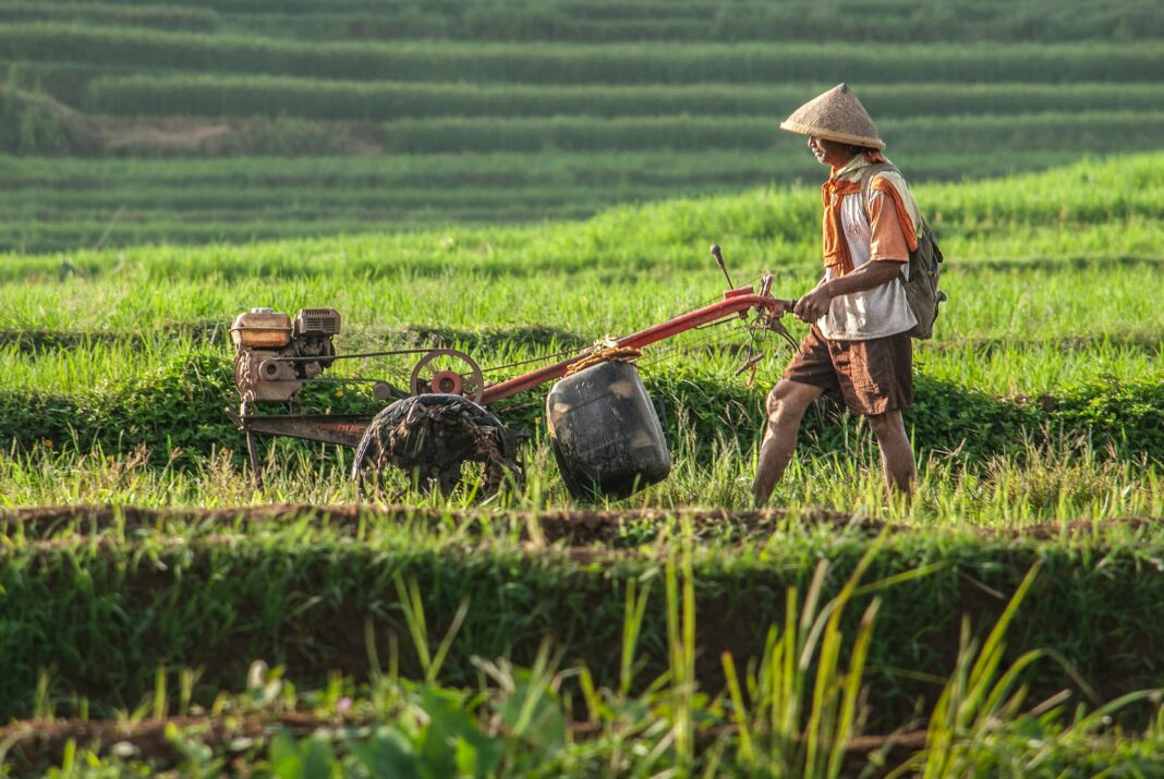 Foto. Crédito: Reprodução Unsplash/Jantri Simbolon