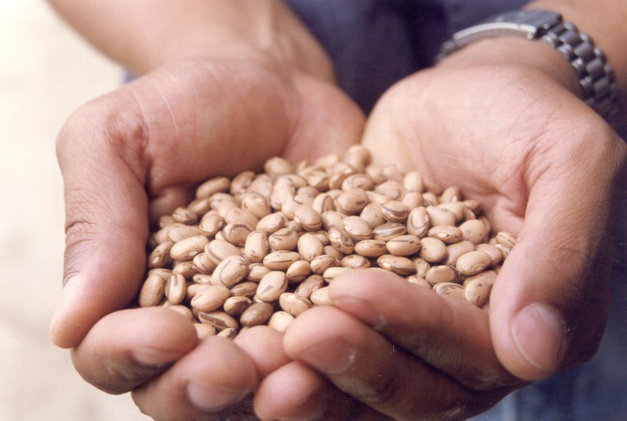 Feijão registra forte alta na produção e pressão de repasse ao consumidor avança em 2026, aponta Cepea