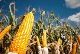 Preço do milho segue estável no Brasil à espera da safrinha; exportações avançam mais de 70%