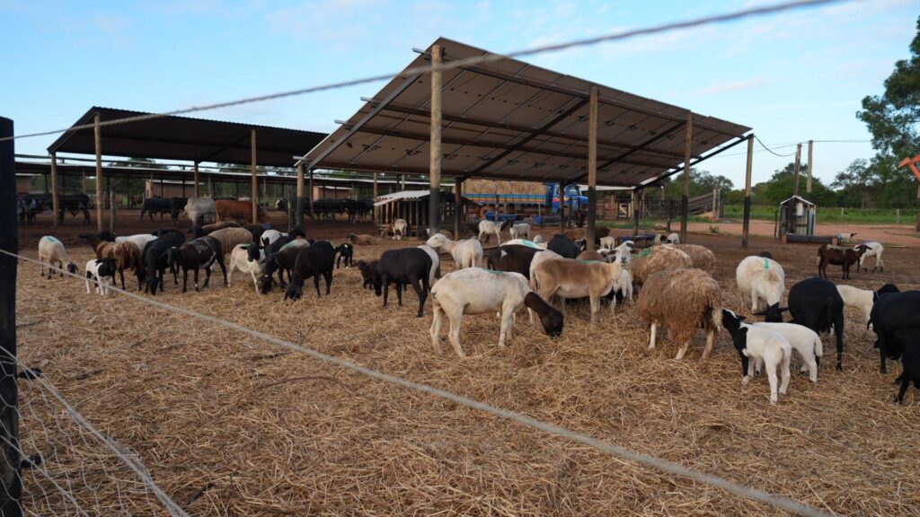 Carlos Bernardo aposta na industrialização da carne como alternativa para agricultura familiar Carlos Bernardo aposta na industrialização da carne como alternativa para agricultura familiar