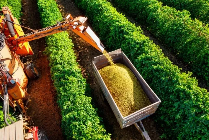 Colheita de café arábica avança para 40% no Cerrado Mineiro, mas chuvas ameaçam ritmo dos trabalhos