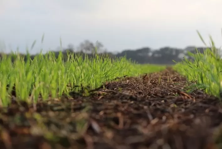 Trigo no Rio Grande do Sul avança para 93% da área prevista, mas excesso de umidade preocupa produtores