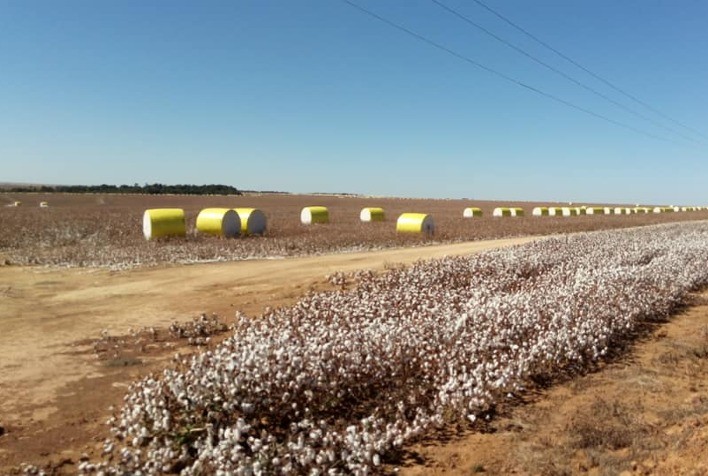 Ainda de maneira incipiente, Mato Grosso e Mato Grosso do Sul começam a colher o algodão