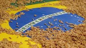 Mercado brasileiro de arroz inicia recuperação de preços, mas reequilíbrio entre oferta e demanda segue lento