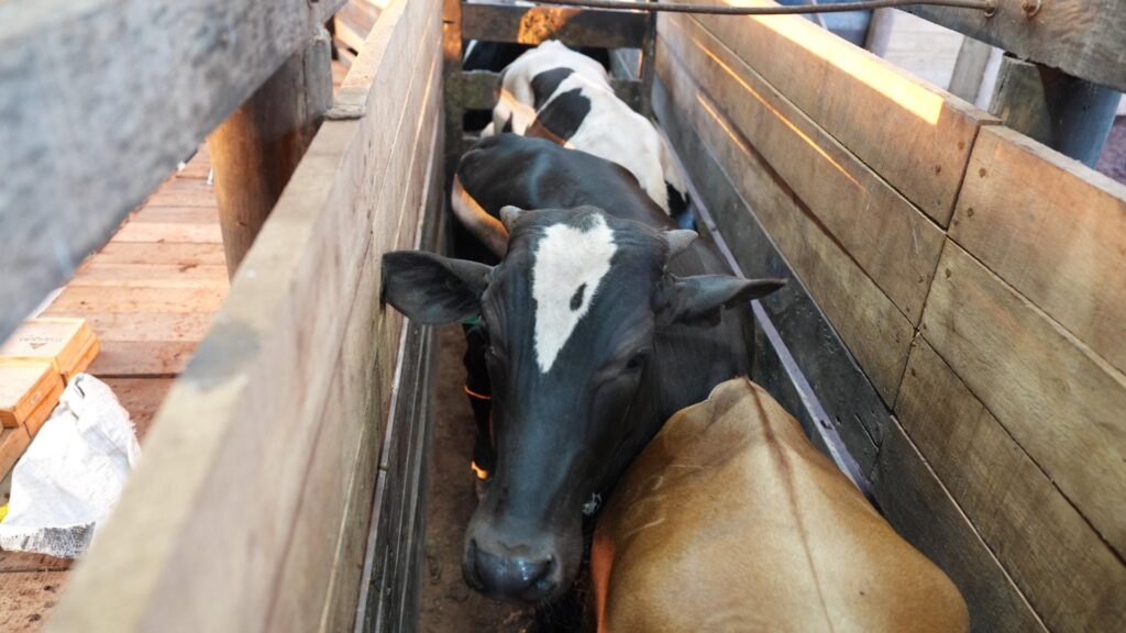 Carlos Bernardo aposta na industrialização da carne como alternativa para agricultura familiar Carlos Bernardo aposta na industrialização da carne como alternativa para agricultura familiar