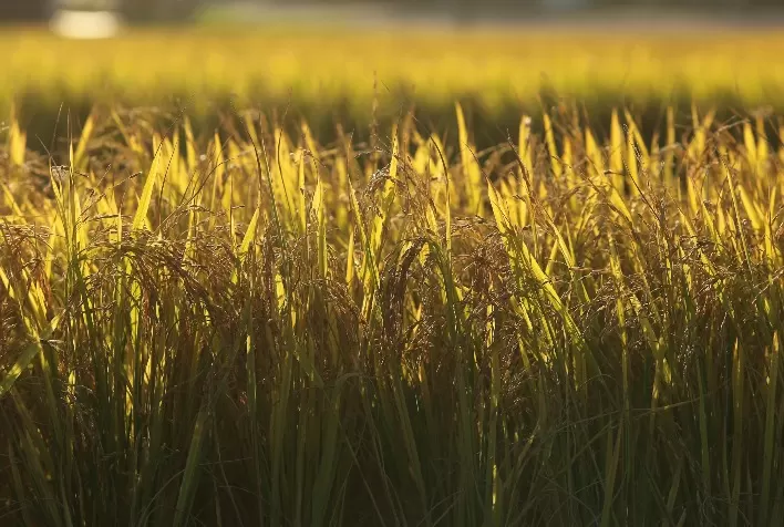 Preço do arroz dispara em julho e mercado aguarda impacto das compras do Governo Federal via AGF
