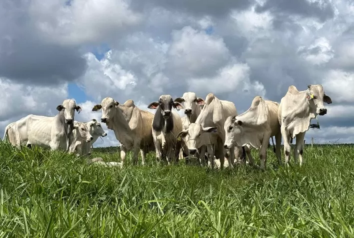 Boi gordo mantém firmeza no início de agosto; atacado aquecido e Dia dos Pais sustentam preços da arroba