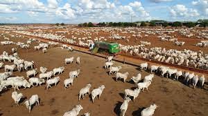 Confinamento de bovinos em Mato Grosso deve crescer 43% e atingir 1,33 milhão de cabeças em 2026