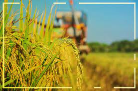 Preço do arroz se aproxima de R$ 80 com retenção da oferta, mas indústria enfrenta limite para novos reajustes