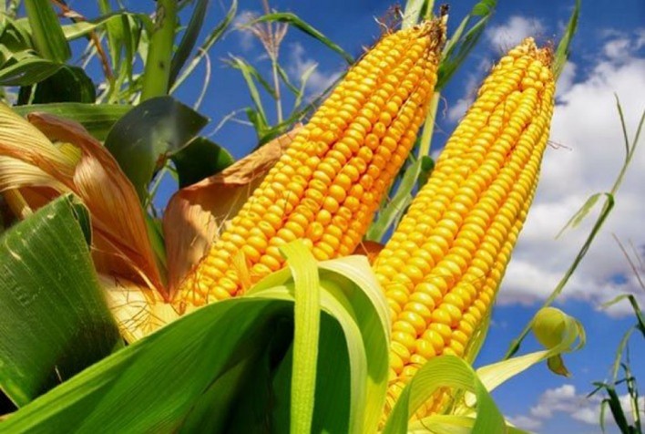 Milho sobe no Brasil com cautela dos produtores e alta em Chicago após relatório do USDA