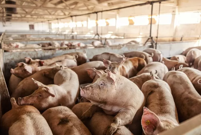Preço do suíno sobe com melhora nas vendas, mas prejuízos ainda preocupam produtores