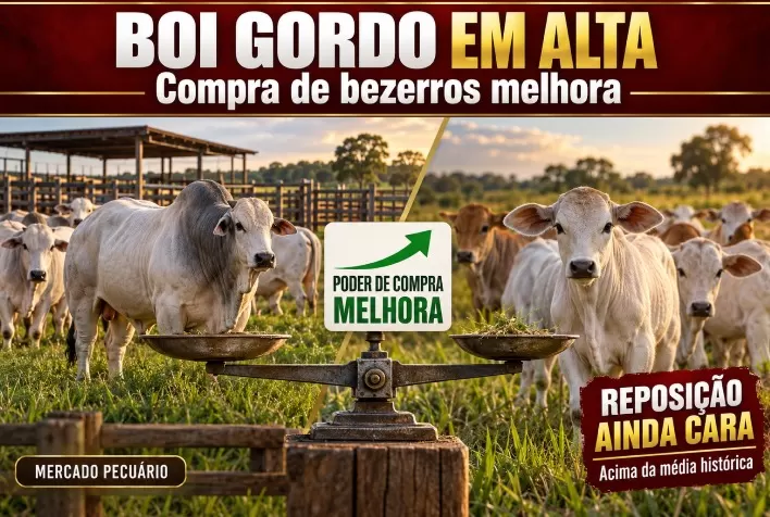 Boi gordo sobe e melhora compra de bezerros, mas reposição segue acima da média histórica