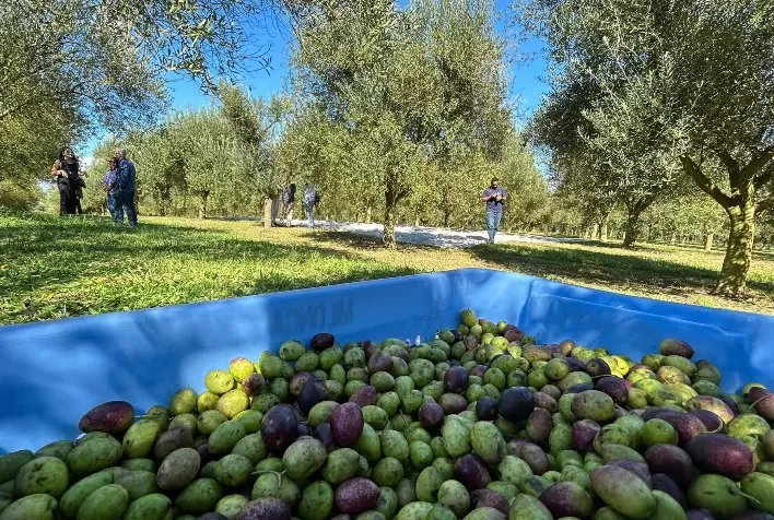 Olivoturismo no Brasil: simpósio debate como transformar olivais em destinos turísticos