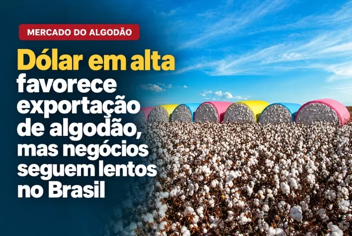 Dólar em alta favorece exportação de algodão, mas negócios seguem lentos no Brasil