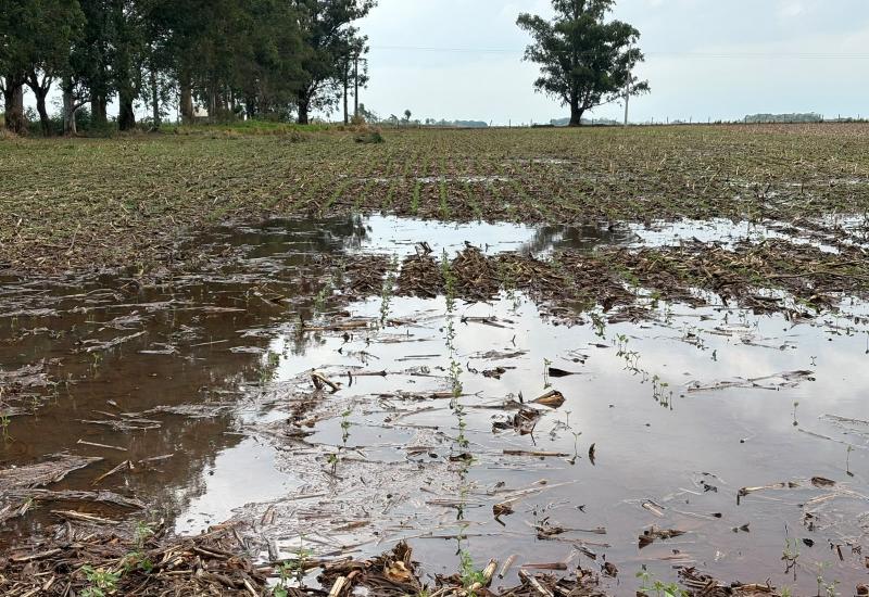 Excesso de chuva exige atenção no plantio da soja Excesso de chuva exige atenção no plantio da soja