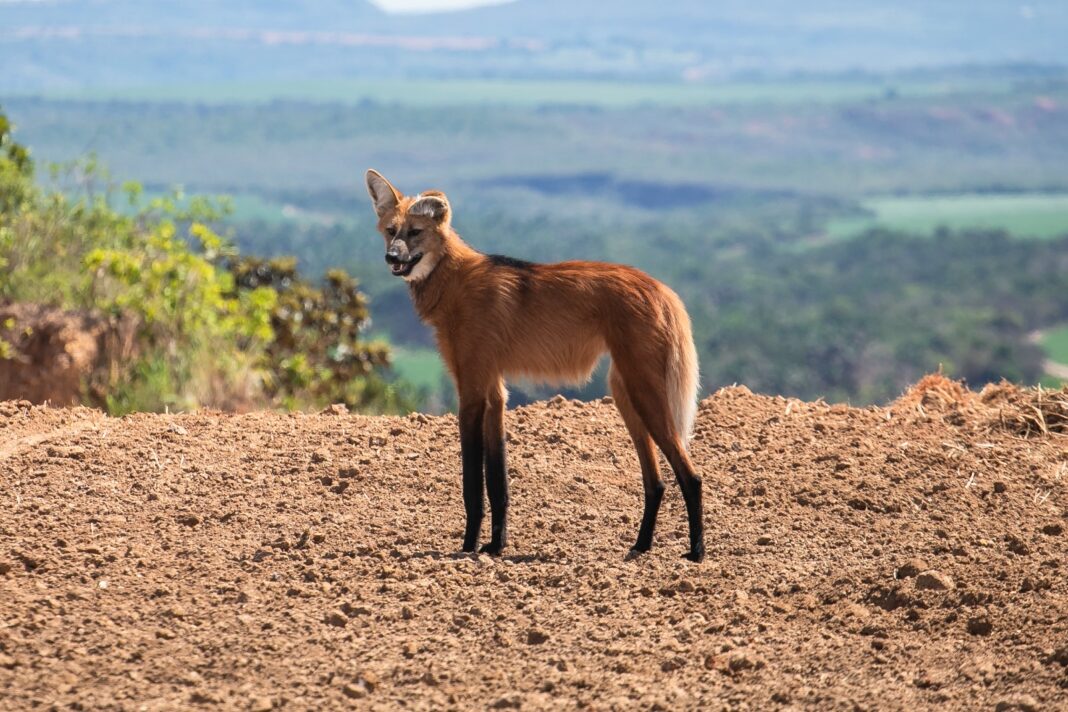 Lobo-guará (Chrysocyon brachyurus) observado durante ronda na fazenda. Símbolo do Cerrado, a espécie é essencial para a dispersão de sementes do bioma.