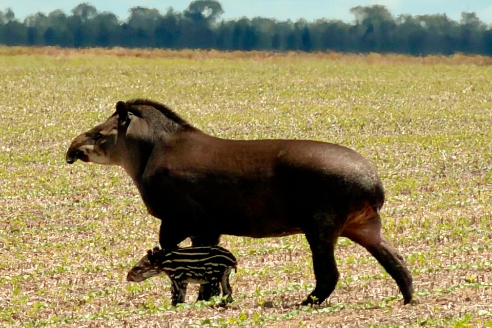 Projeto Patas do Cerrado transforma fotos em ferramenta de educação ambiental nas fazendas do Grupo Bom Jesus Projeto Patas do Cerrado transforma fotos em ferramenta de educação ambiental nas fazendas do Grupo Bom Jesus