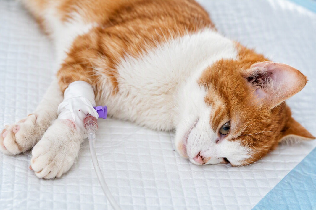 Doação de sangue entre cães e gatos: um gesto de solidariedade que salva vidas