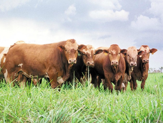 Simbrasil forma grupo para crescimento da raça Simbrasil forma grupo para crescimento da raça