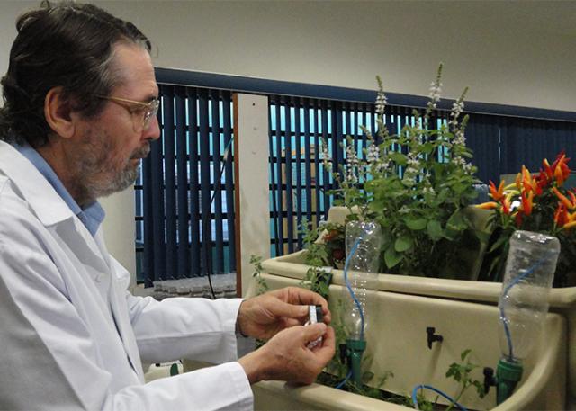 Novos sensores evitam desperdício de água na agricultura e jardinagem