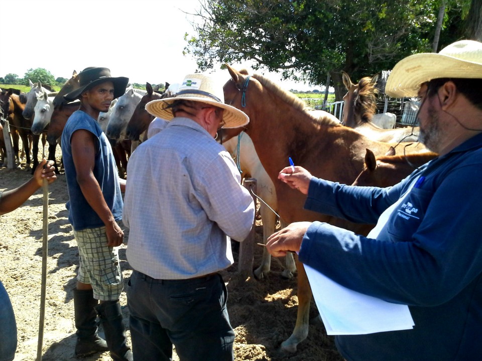 Workshop sobre anemia infecciosa equina é realizado em Poconé, MT