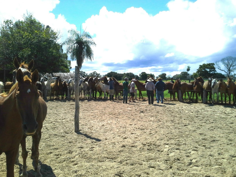 Workshop sobre anemia infecciosa equina é realizado em Poconé, MT
