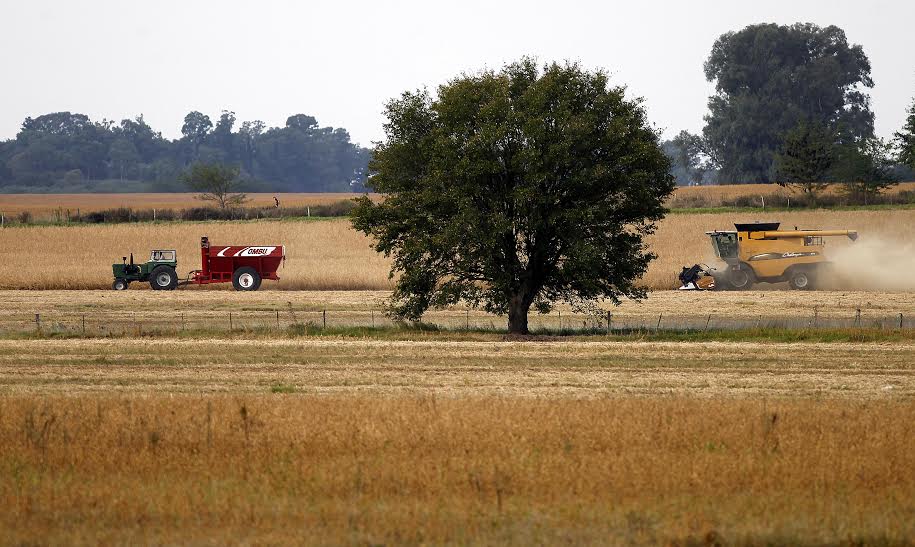 Colheita de soja da Argentina caminha para recorde histórico Colheita de soja da Argentina caminha para recorde histórico