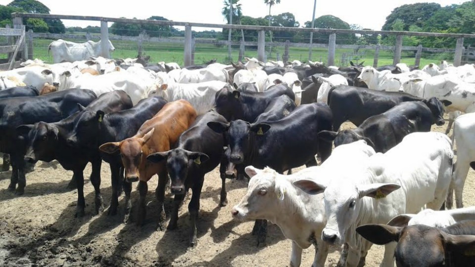 Produção pecuária intensiva no Pantanal Produção pecuária intensiva no Pantanal