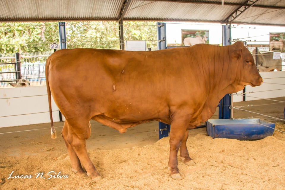 Programa Geneplus-Embrapa apresenta resultados de prova de avaliação de Senepol Programa Geneplus-Embrapa apresenta resultados de prova de avaliação de Senepol