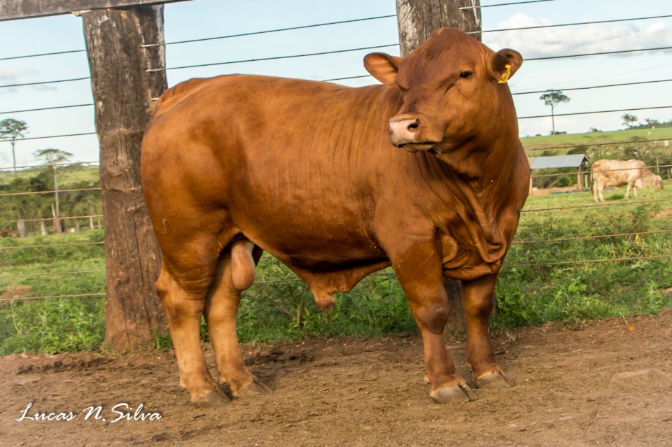Programa Geneplus-Embrapa apresenta resultados de prova de avaliação de Senepol Programa Geneplus-Embrapa apresenta resultados de prova de avaliação de Senepol
