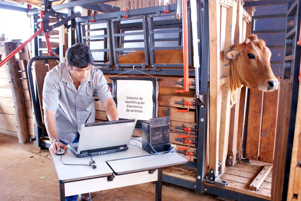 Identificação animal como estratégia de defesa sanitária Identificação animal como estratégia de defesa sanitária