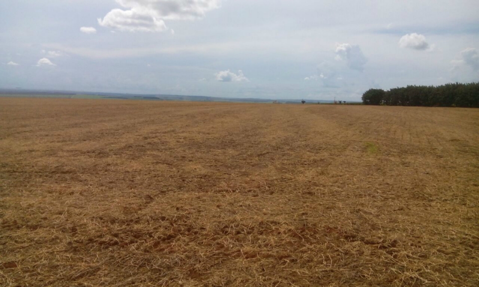 Embrapa apresenta resultados de pesquisa com cana para o Norte de MS