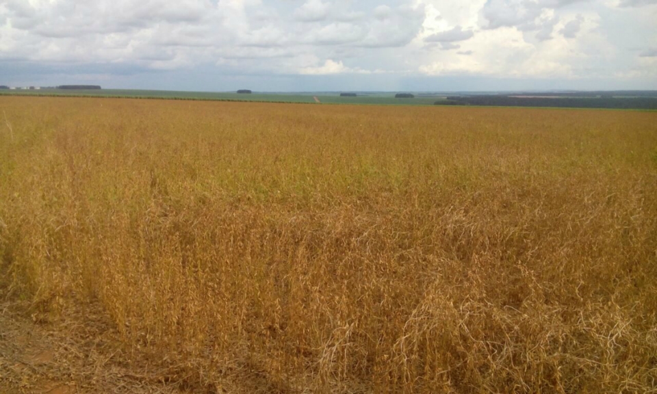 Embrapa apresenta resultados de pesquisa com cana para o Norte de MS