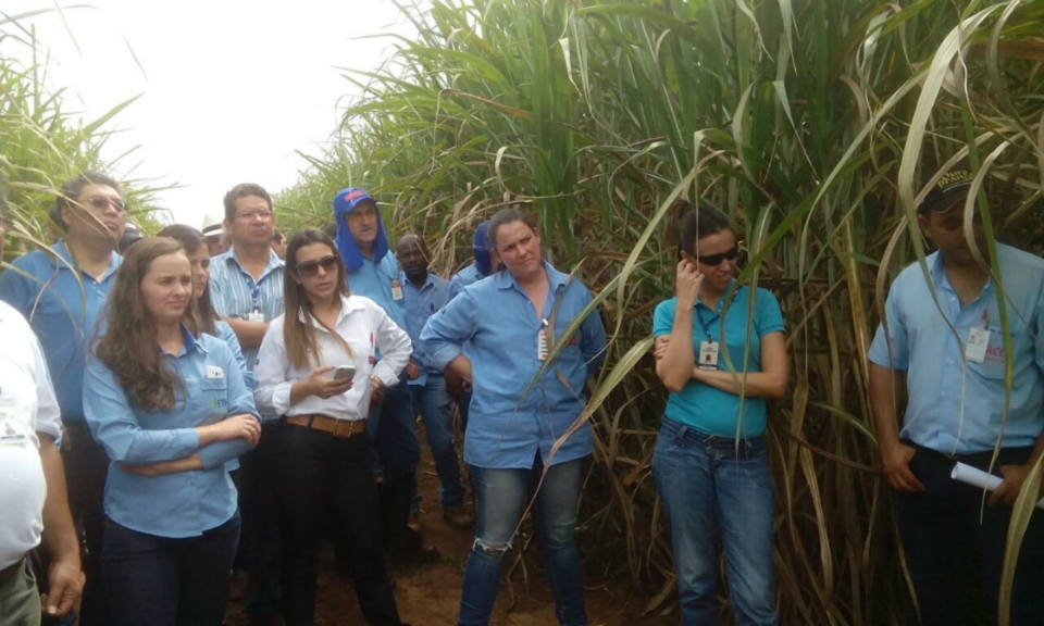 Embrapa apresenta resultados de pesquisa com cana para o Norte de MS